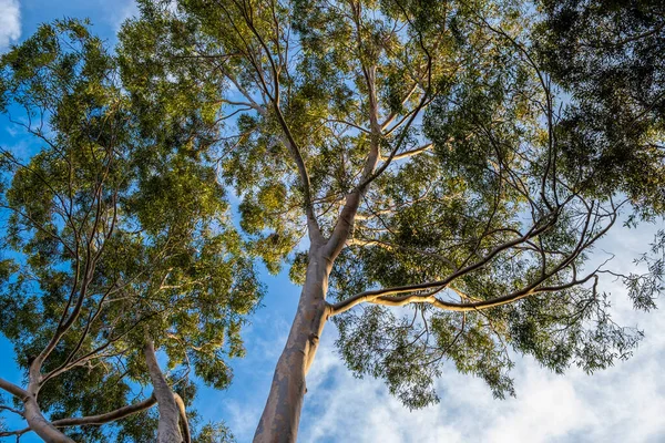 Menatap Cabang Pohon Eukaliptus Melawan Langit Saat Matahari Terbenam — Stok Foto