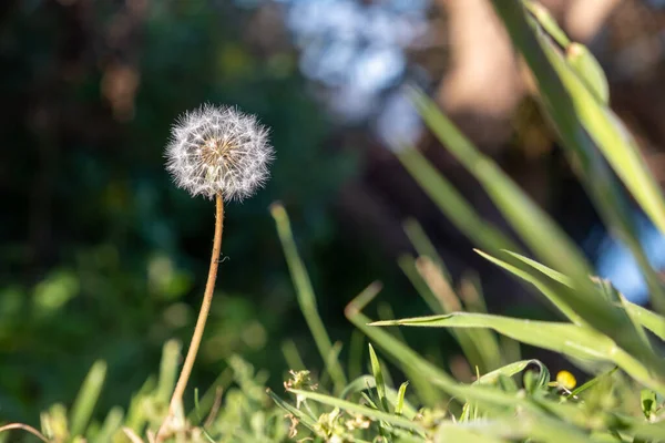 Pissenlit Poussant Dans Herbe Haute Sur Fond Flou — Photo