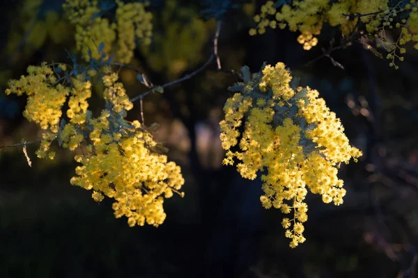 Brillantes Flores Árbol Rizo Atardecer — Foto de Stock