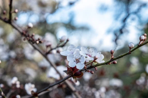 White Cherry Blossom Flowers Blurred Background — Stock Photo, Image
