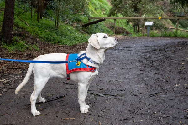 Eğitimdeki yardımcı köpek - tasmalı genç beyaz labrador retriever.