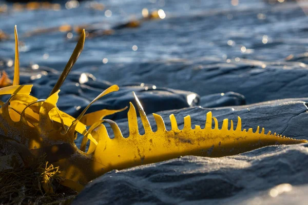 Bull Kelp บนชายหาดมหาสม ทรส องแสงในแสงแดดบนพ นหล ดเจน — ภาพถ่ายสต็อก