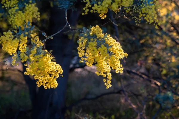 Bunga Bunga Pohon Wattle Terhadap Latar Belakang Alam Kabur Saat — Stok Foto