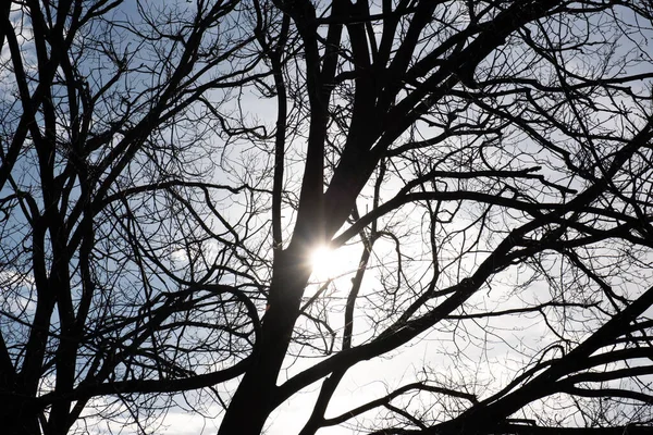 Sun Shining Bare Tree Branches Silhouettes — Stock Photo, Image