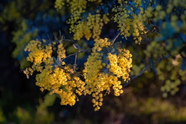 Amazing Wattle Tree Flowers Blurred Background Stock Image