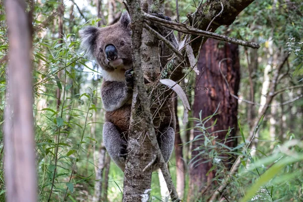 Koala Bär Freier Wildbahn Nahaufnahme Stockbild