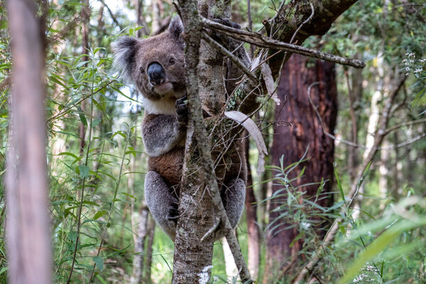 Koala Bear Wild Closeup Stock Photo
