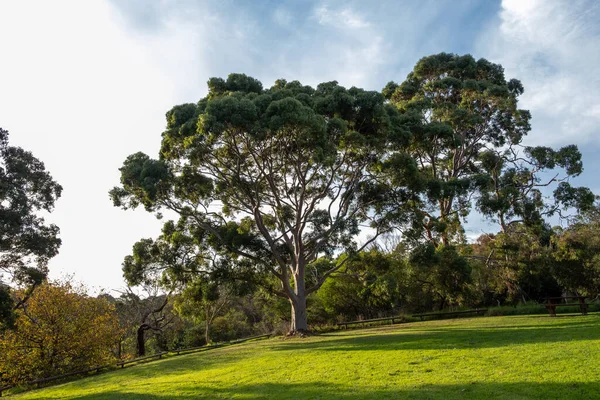 Großer Eukalyptusbaum Einem Park Bei Sonnenuntergang Stockbild