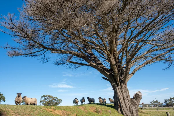 Suffolk Schafe Weiden Unter Großem Baum Australien Stockbild