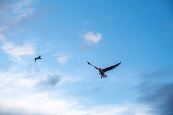 Looking Seagulls Flying Blue Sky Sunset Text Space Stock Picture
