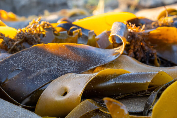 Extreme Closeup Bull Kelp Seaweed Ocean Beach Stock Image