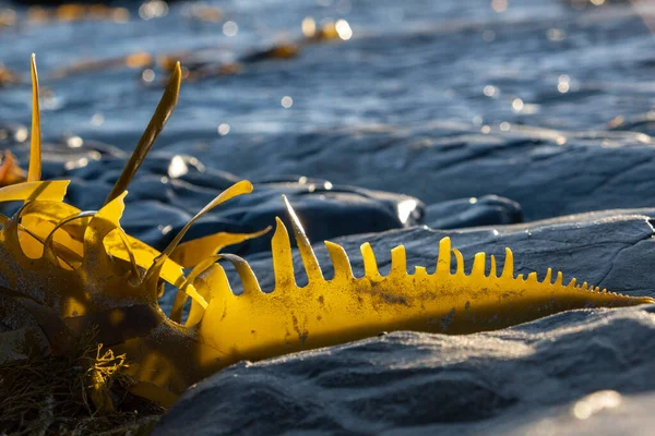 Bull Kelp บนชายหาดมหาสม ทรส องแสงในแสงแดดบนพ นหล ดเจน ภาพถ่ายสต็อกที่ปลอดค่าลิขสิทธิ์