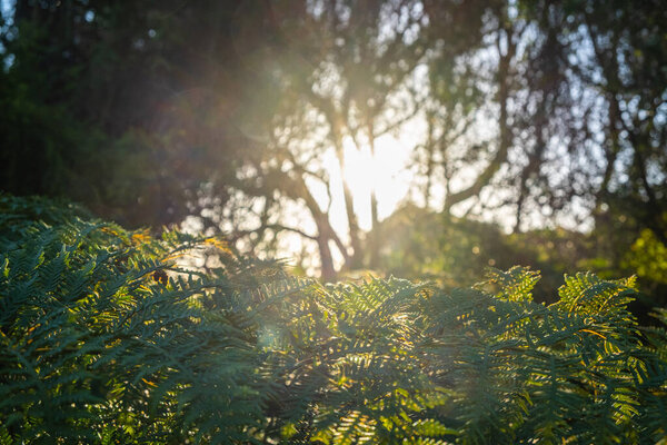 Sunshine Blurred Trees Ferns Australia Royalty Free Stock Images