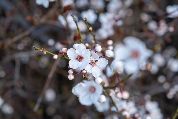 Cherry Blossom Flowers Closeup Royalty Free Stock Photos