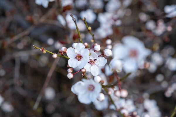 Cherry Blossom Flowers Closeup Stock Picture