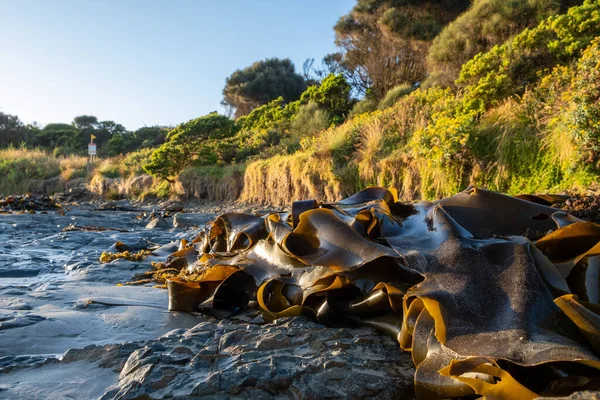 Bull Kelp สาหร ายทะเลล างบนชายฝ งมหาสม ทรในออสเตรเล รูปภาพสต็อก