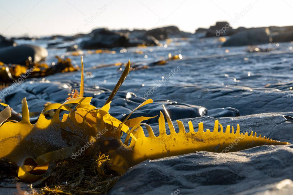 Bull Kelp seaweed fragment on blured backgrouind at sunset