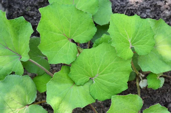 Coltsfoot o tussilago farfara es una hierba perenne utilizada en la homeopatía —  Fotos de Stock