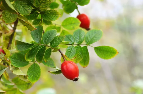 緑の葉の間の茂みの上でバラの実を熟す. — ストック写真