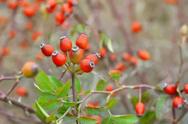 Rode roos heup vruchten op een bush in de herfst buiten. — Stockfoto