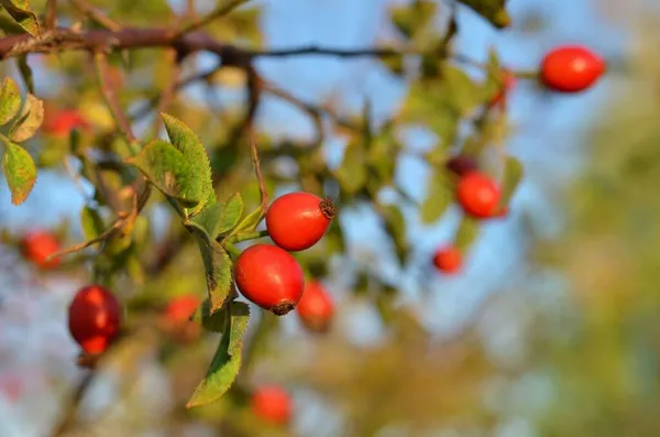 Červená růže kyčel ovoce na keři na podzim venku. — Stock fotografie