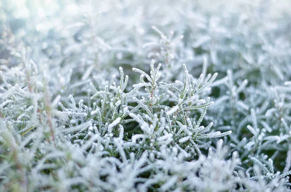 Hustý mráz na rostlinách v chladném zimním dni. — Stock fotografie