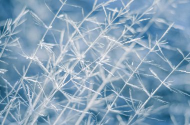 Açık mavi soyut arkaplan bulanık ve kuru bitkiler donla kaplı.