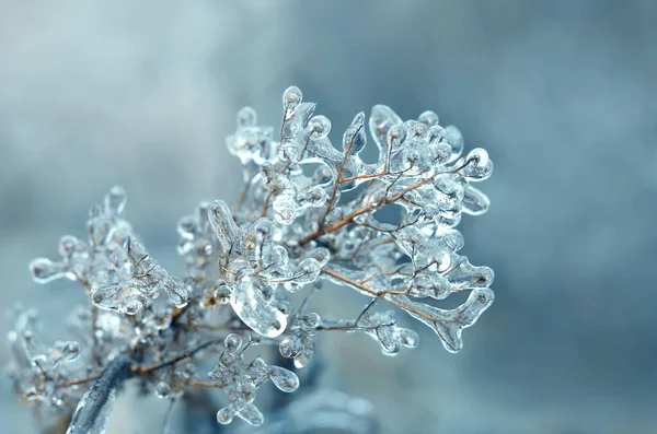 Ledem pokrytá suchá rostlina v zimním ránu. Účinek atmosférické námrazy. — Stock fotografie