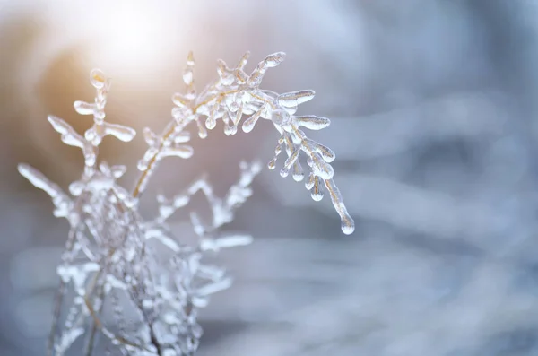 Lluvia helada cubrió una hoja seca de hierba a principios de invierno. Imagen De Stock