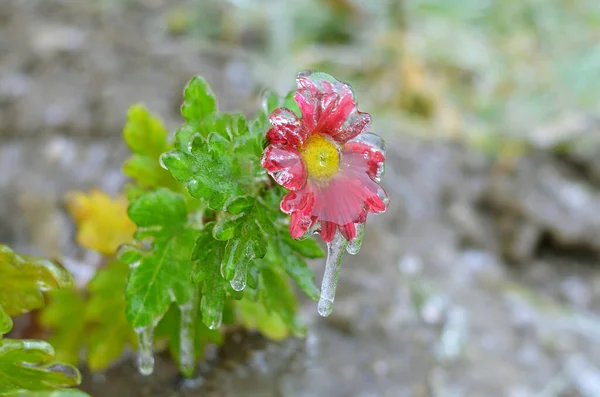 Primer plano de una flor de crisantemo cubierta de hielo, enfoque selectivo. — Foto de Stock