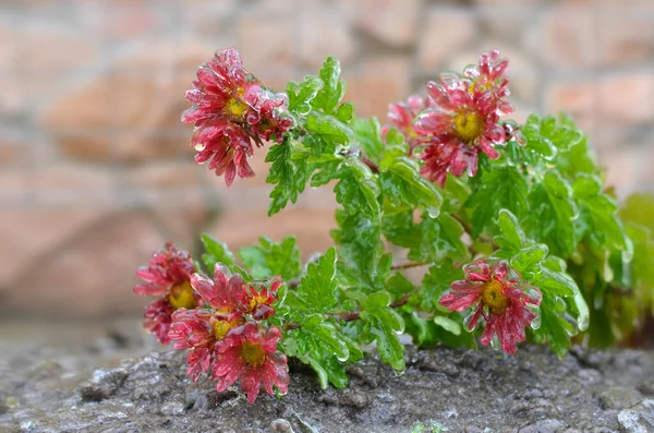 Lluvia helada cubrió un crisantemo flores a finales de otoño. —  Fotos de Stock