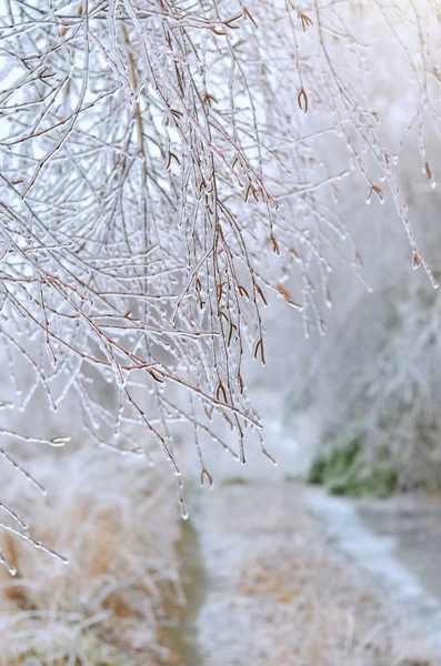 Träd grenar täckta med is efter en vinterstorm. — Stockfoto