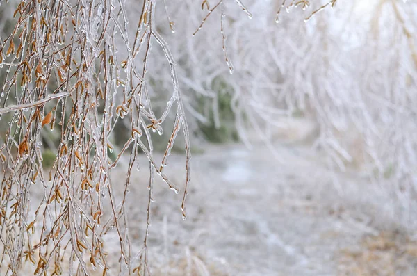 Björkgrenar täckta av is i förgrunden efter en vinterstorm. — Stockfoto