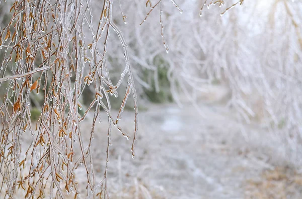 Ramas de abedul cubiertas de hielo en primer plano después de una tormenta de hielo de invierno. — Foto de Stock