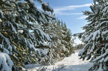 Güneşli bir günde kar kozalaklı ağaçlarla kışın manzarası.