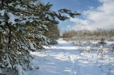 Karla kaplı ağaçlar ve yollarla güneşli bir günde kış manzarası.