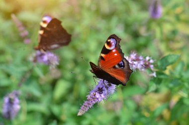 Colorful peacock butterfly, also called the European peacock or Aglais io.