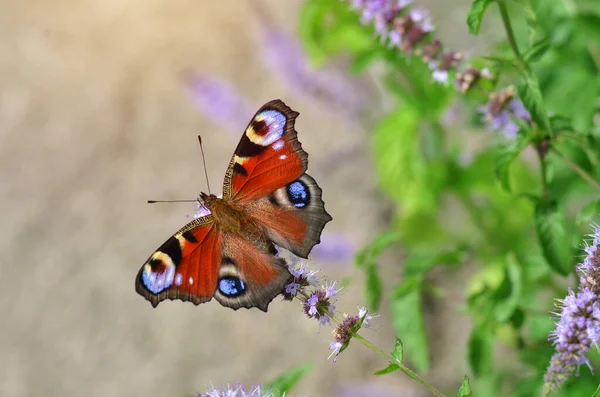 Colorful butterfly Aglais io, known simply as the peacock butterfly. — Foto Stock
