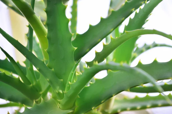 Zelené listy Aloe arborescens, známé jako krantz aloe nebo candelabra aloe. — Stock fotografie