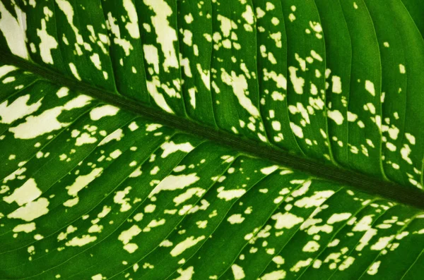 Zielony liść zawierający jasne plamy i plamki. — Zdjęcie stockowe