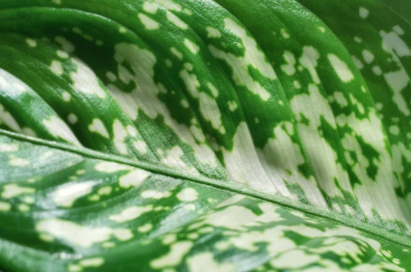 Dumb Cane leaf or Dieffenbachia as a green natural background. — Stock fotografie