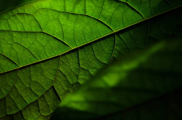 Zbliżenie fragmentu liścia awokado, ostrość selektywna. — Zdjęcie stockowe