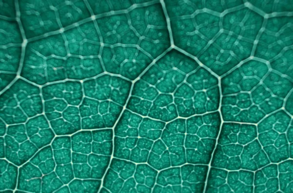 Макрорасфокусированное изображение текстуры зеленого листа. — стоковое фото