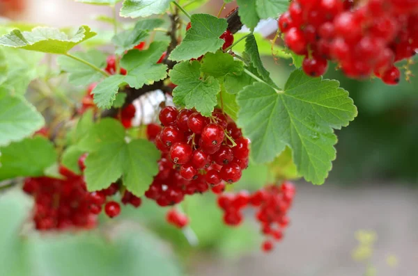 Close Ripe White Currant Berries Green Leaveson Branch Concept Growing — Stockfoto