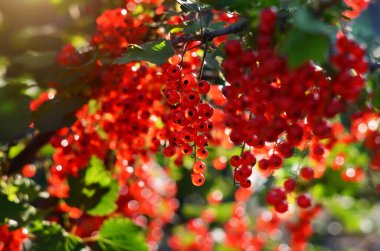 Olgun, beyaz üzümlü, dalında yeşil yapraklar olan kuşüzümü yakın plan. Kendi organik gıdanızı yetiştirme kavramı.