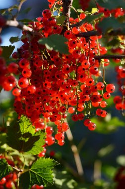 Olgun, beyaz üzümlü, dalında yeşil yapraklar olan kuşüzümü yakın plan. Kendi organik gıdanızı yetiştirme kavramı.