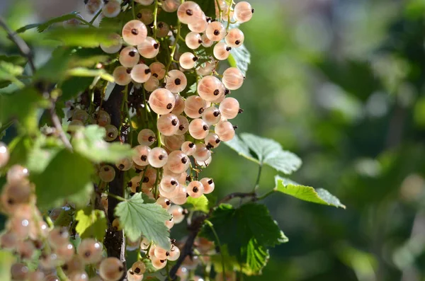 Nahaufnahme Reifer Weißer Johannisbeeren Mit Grünen Blättern Einem Zweig Konzept — Stockfoto