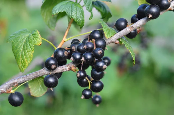Ripe Black Currant Berries Green Leaveson Branch Garden Concept Organic — Fotografia de Stock