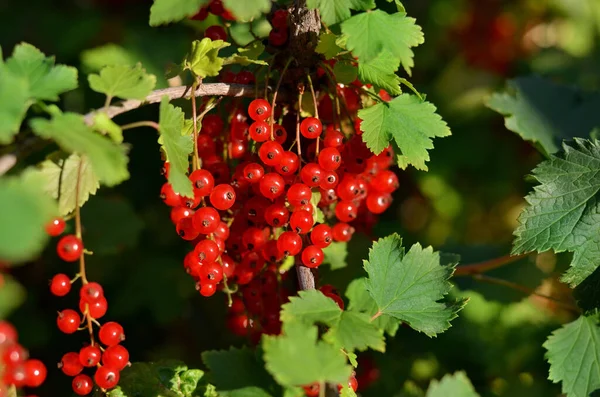 Close Ripe Red Currant Berries Green Leaveson Branch Concept Growing —  Fotos de Stock