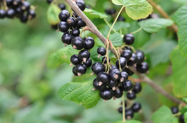Close Ripe Black Currant Berries Green Leaveson Branch Concept Growing — Foto de Stock